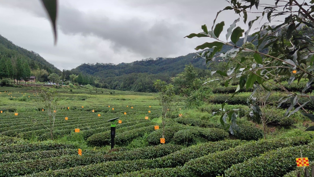 武夷山燕子巢生态茶园图片