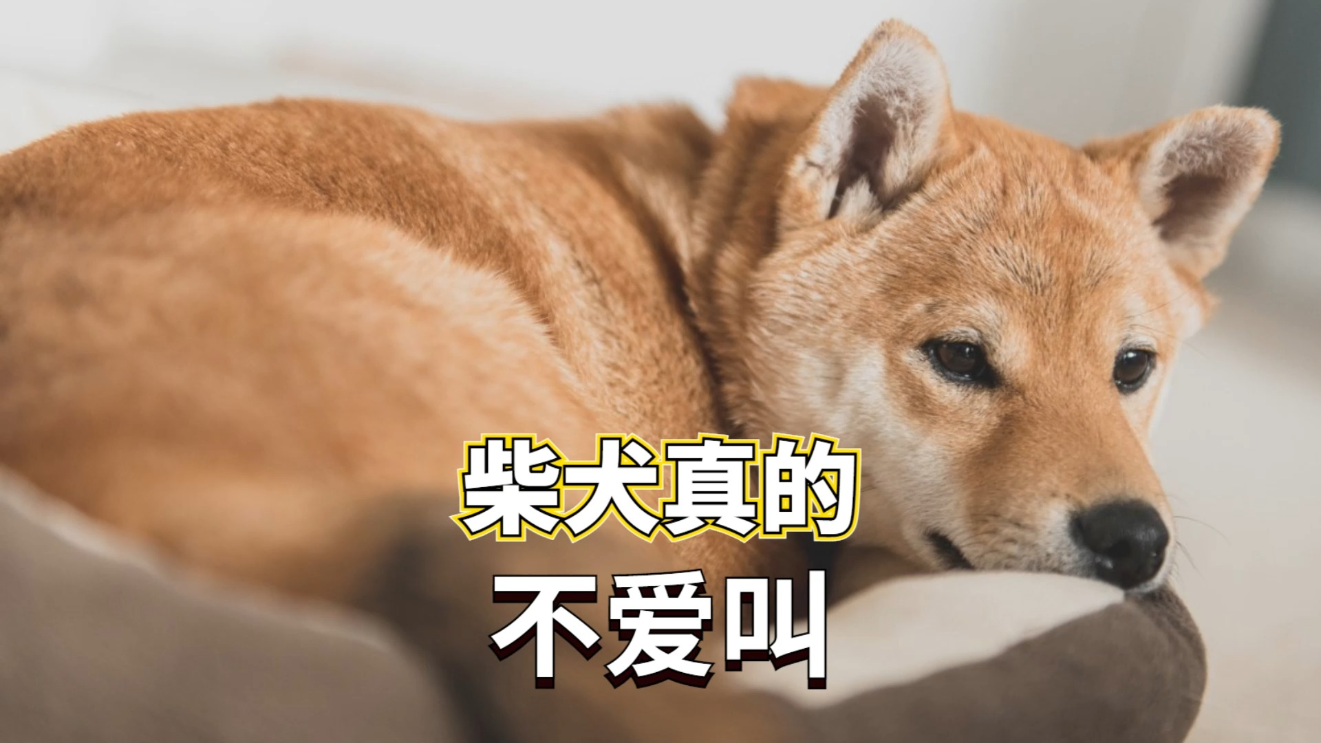 柴犬喜静不爱叫,一养一个不吱声!哔哩哔哩bilibili