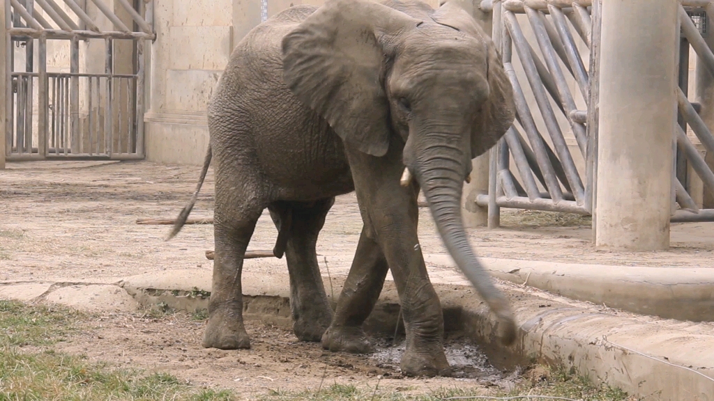 非洲象 | 华华:瑜伽舞者,舞出我象生
