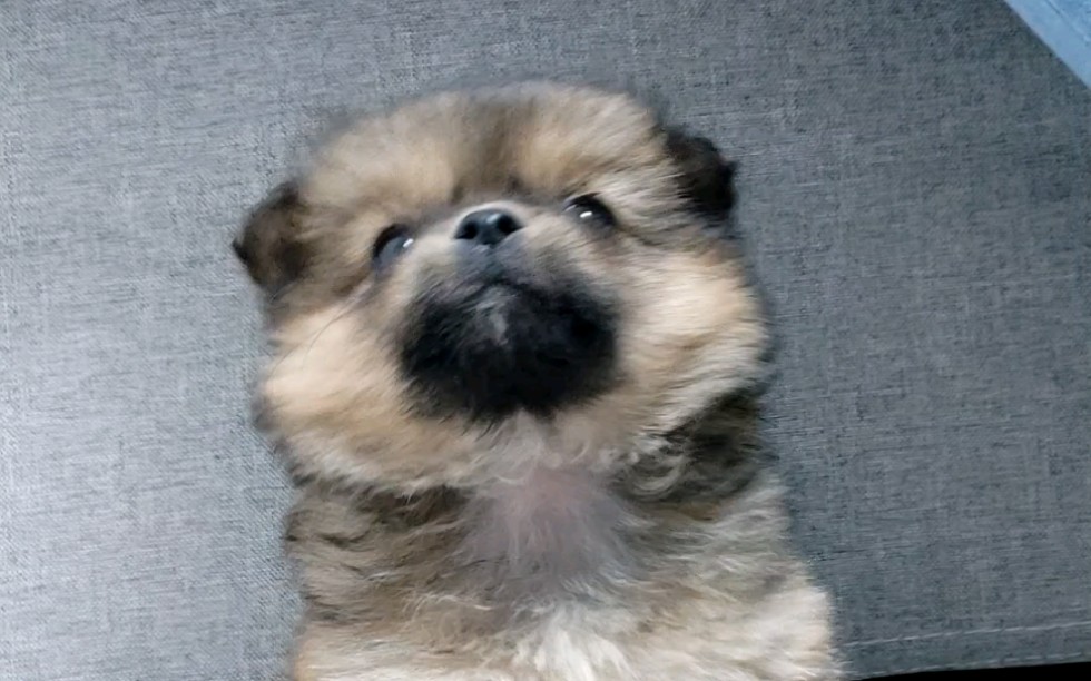 华夏帝王犬我有坐坐好了可以玩玩具嘛