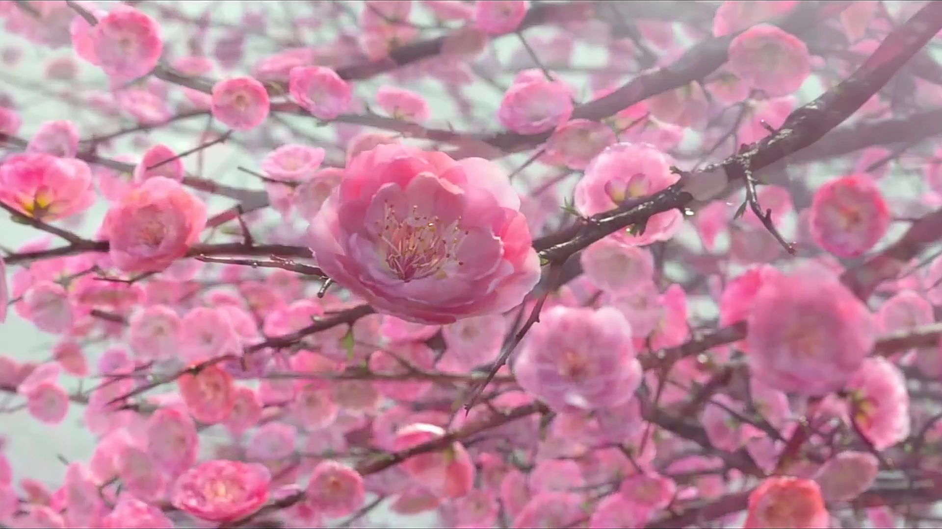 活动  【古风空镜】电影版三生三世十里桃花的桃林,放河灯,沙漠