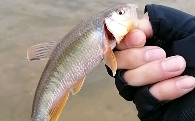 4月11日,路亚彩马,马口鱼,洛阳洛河路亚