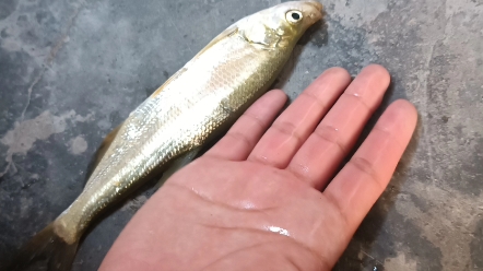 b友们帮忙鉴定一下这是白条还青稍?