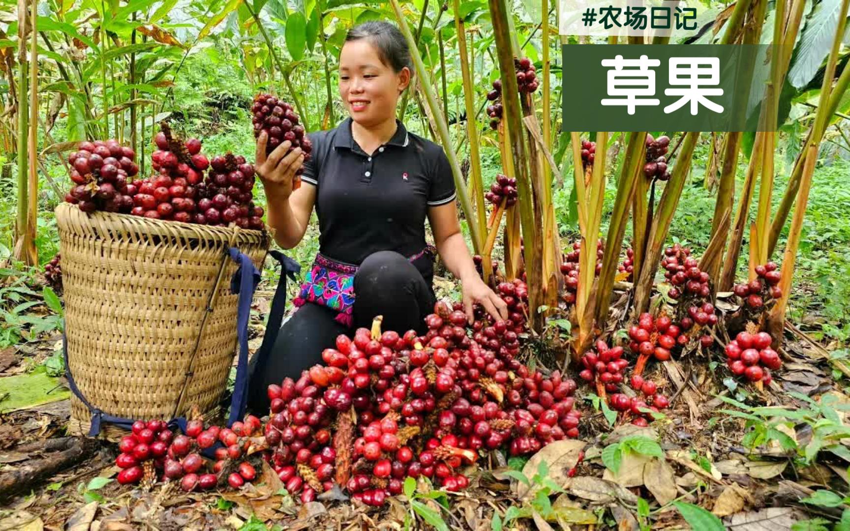 [图]女子深山建农场/孤身进山寻野果/林中草果遍地长/摘得一筐换银两