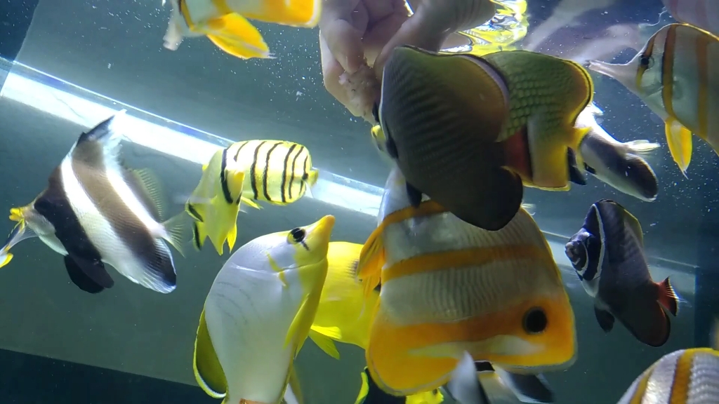 [图]【海缸】蝴蝶鱼喂食