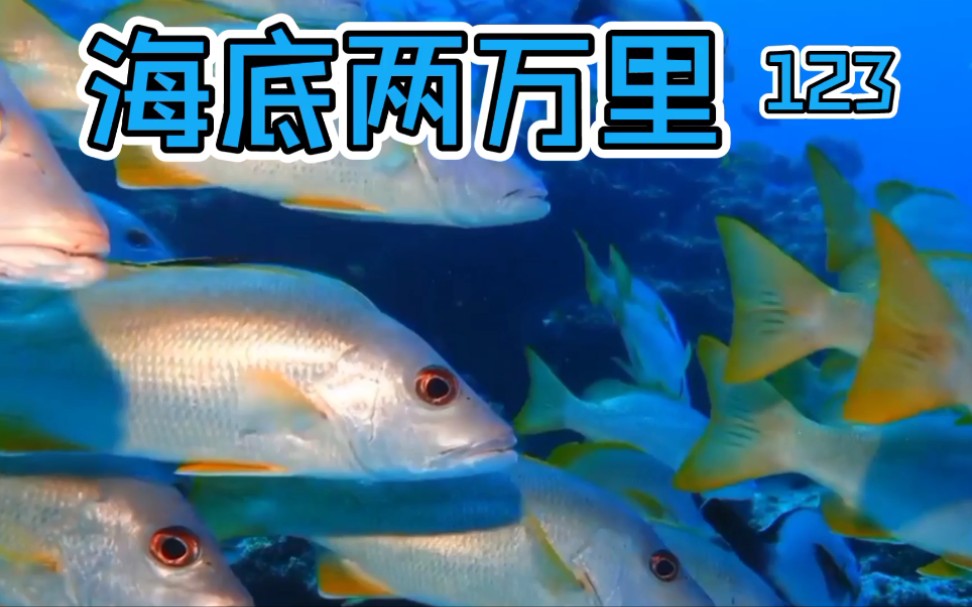 名著欣赏中文版(海底两万里)一百二十三