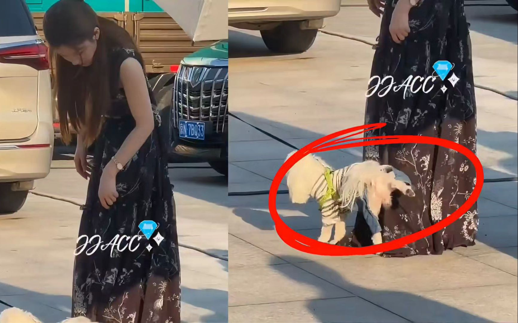 赵露思撸狗差点儿被狗尿裙子,上一秒优雅,下一秒"吓傻"!