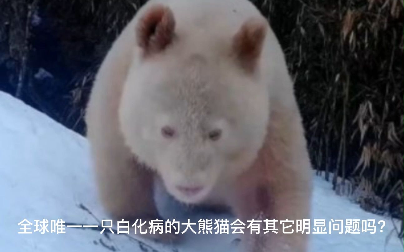 全球唯一变异的熊猫图片