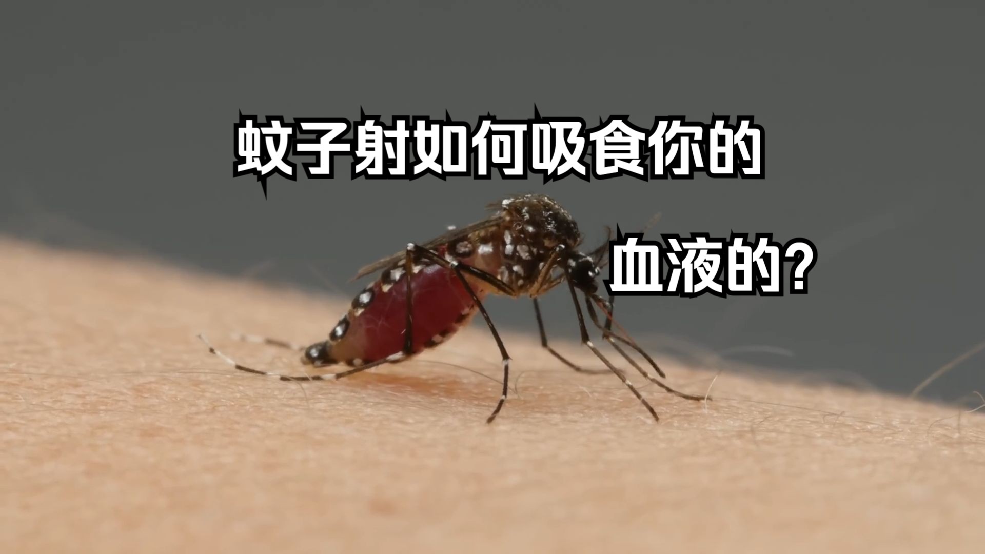 蚊子的危害比你想象的还要可怕,它又是如何吸食你的血液的?