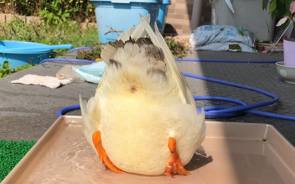 【butchy】显而易见!模仿白菜姿势的鸭子 || ryuzoarts【斑豆搬运】