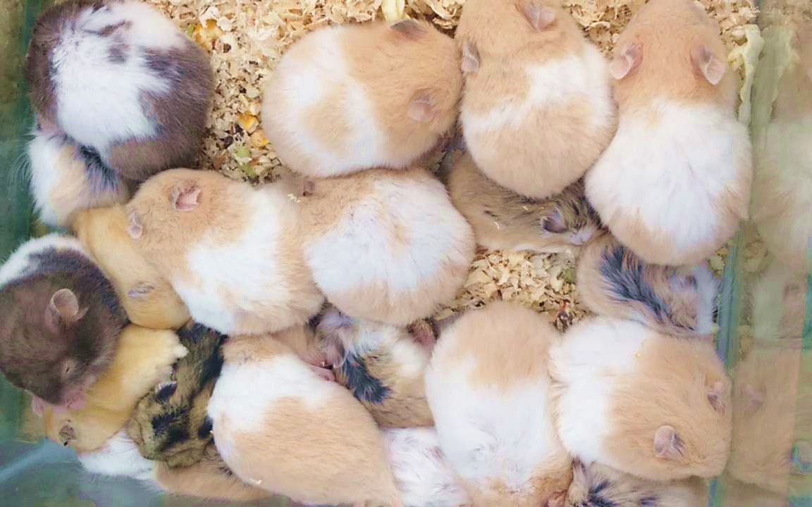 花鸟市场里一堆仓鼠放一起,为什么不会打架?