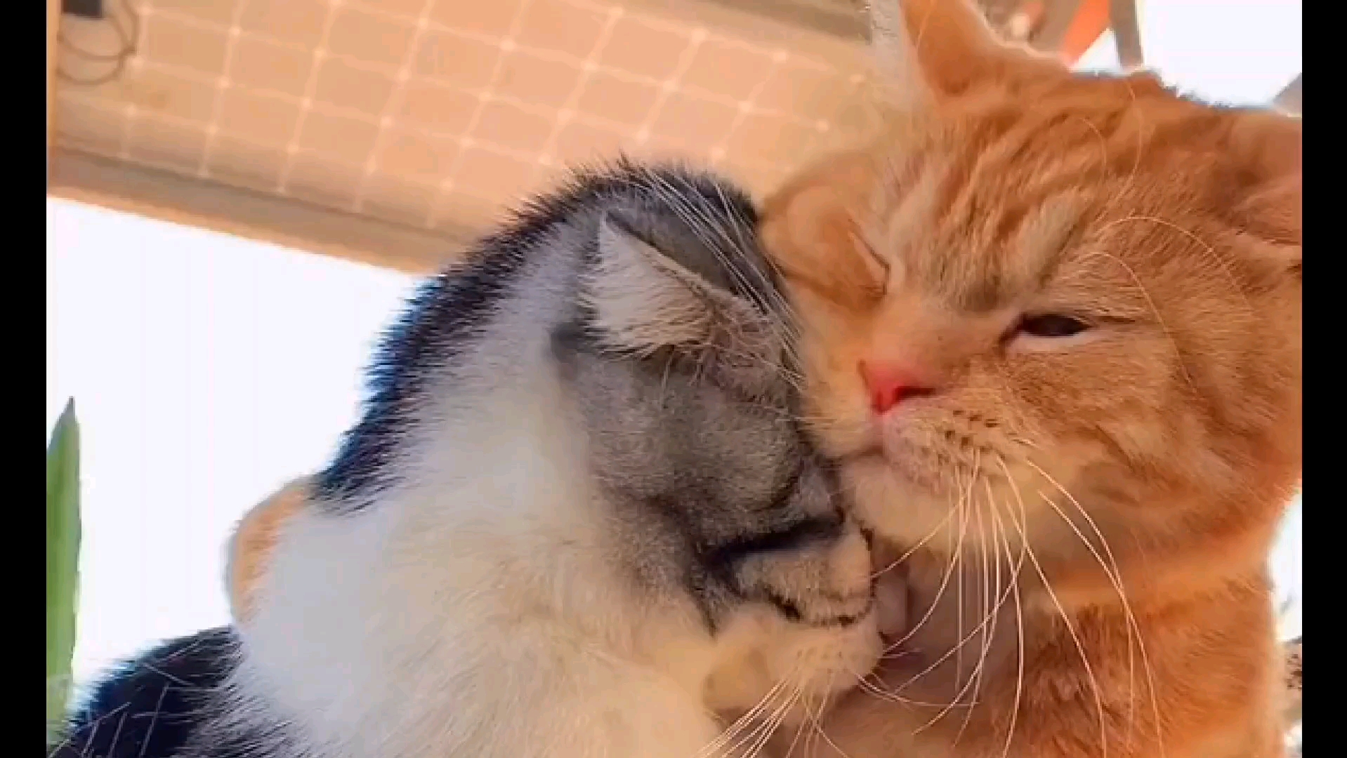 我就是这么黏人