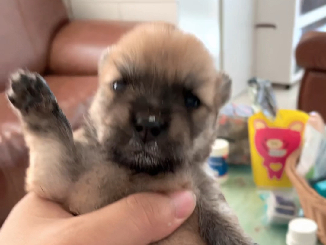 串串狗小时候也是挺可爱的