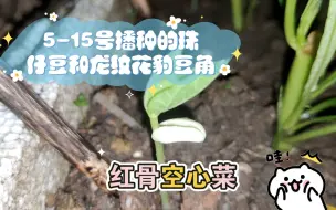 Download Video: 5-15号播种的珠仔豆和龙纹花豹豆角，5-18号就发芽了，谢谢粉丝送的红骨空心菜！