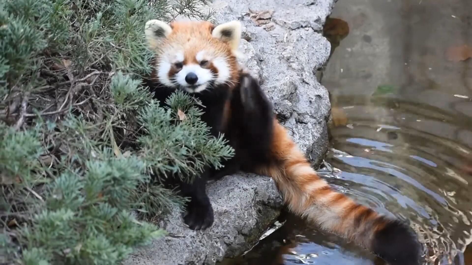 小熊貓把自己的長尾巴擺在水上