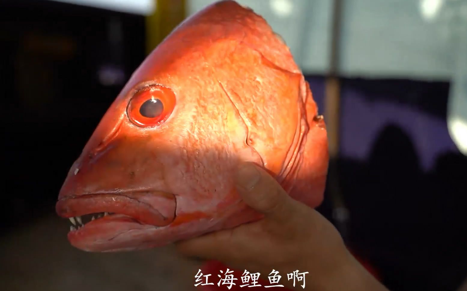 海上的美味早餐,红海鲤:我头很硬,不服你试试!