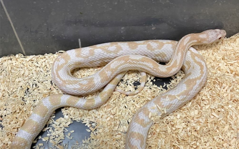 你们要的雪白成体 今天他来了