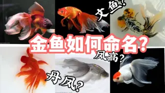 各个品种的金鱼了解一哈 哔哩哔哩 Bilibili