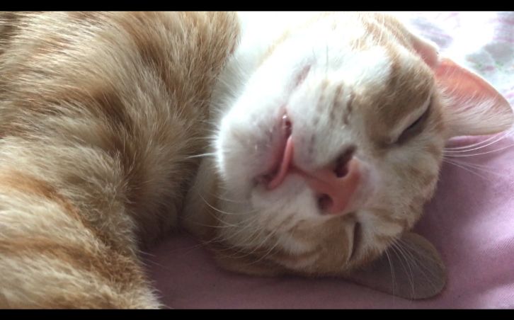一只睡着后翻白眼吐舌头的橘猫