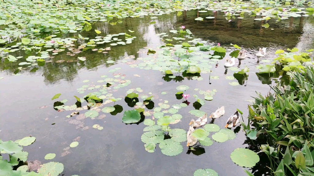 [图]夏至荷花满池塘