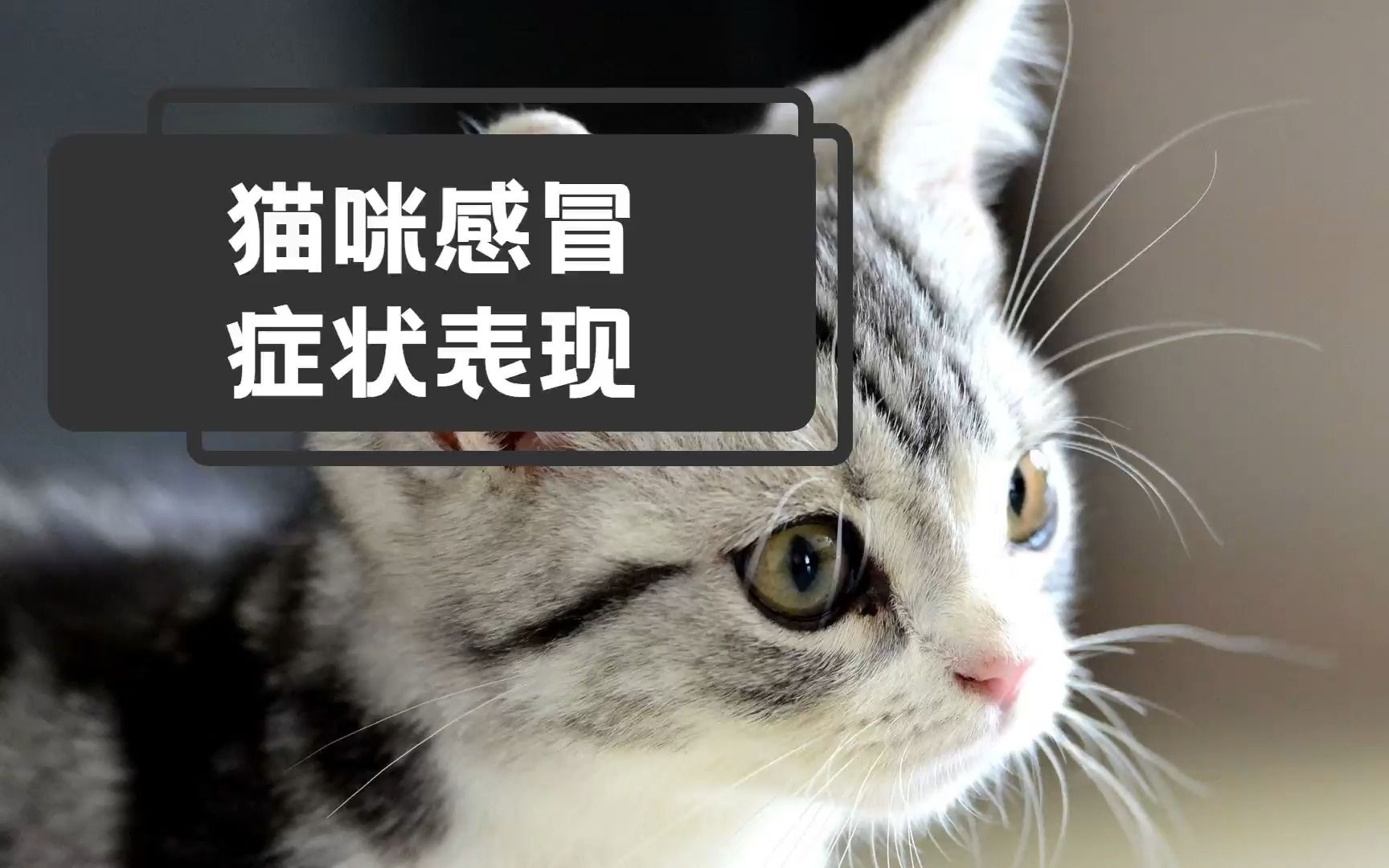 猫咪感冒症状表现?猫咪感冒要注意什么哔哩哔哩bilibili