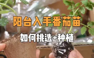 Download Video: 新手如何挑选和定植番茄苗？