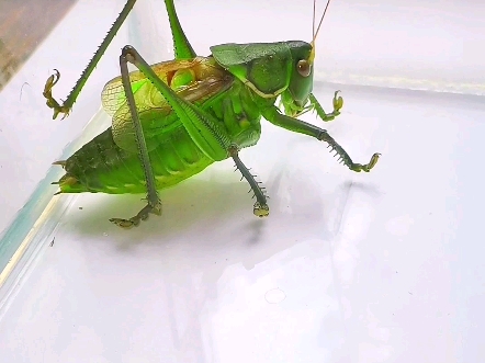 家里入住一只大山青绿蝈蝈,可惜须子短了.