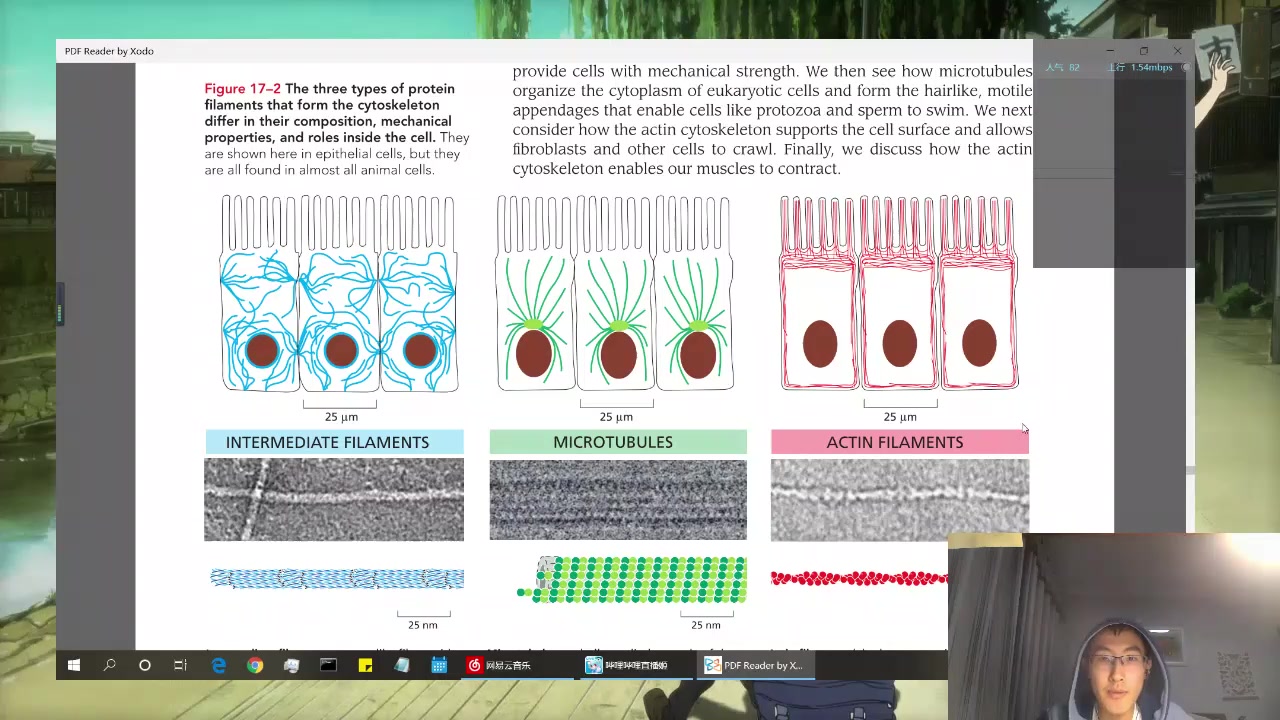 细胞骨架简介+中间丝哔哩哔哩bilibili