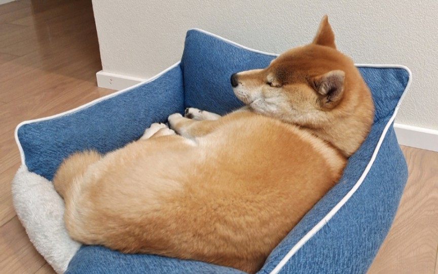 【柴犬小麦】柴猪猪睡觉啦