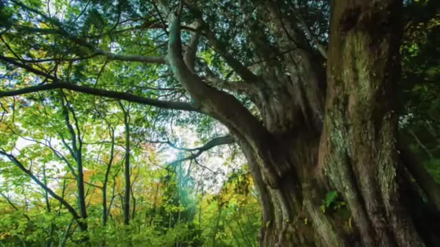 [图]【立体声・睡眠音乐】在安静的森林中入睡吧！~《鸟语与流水之声》