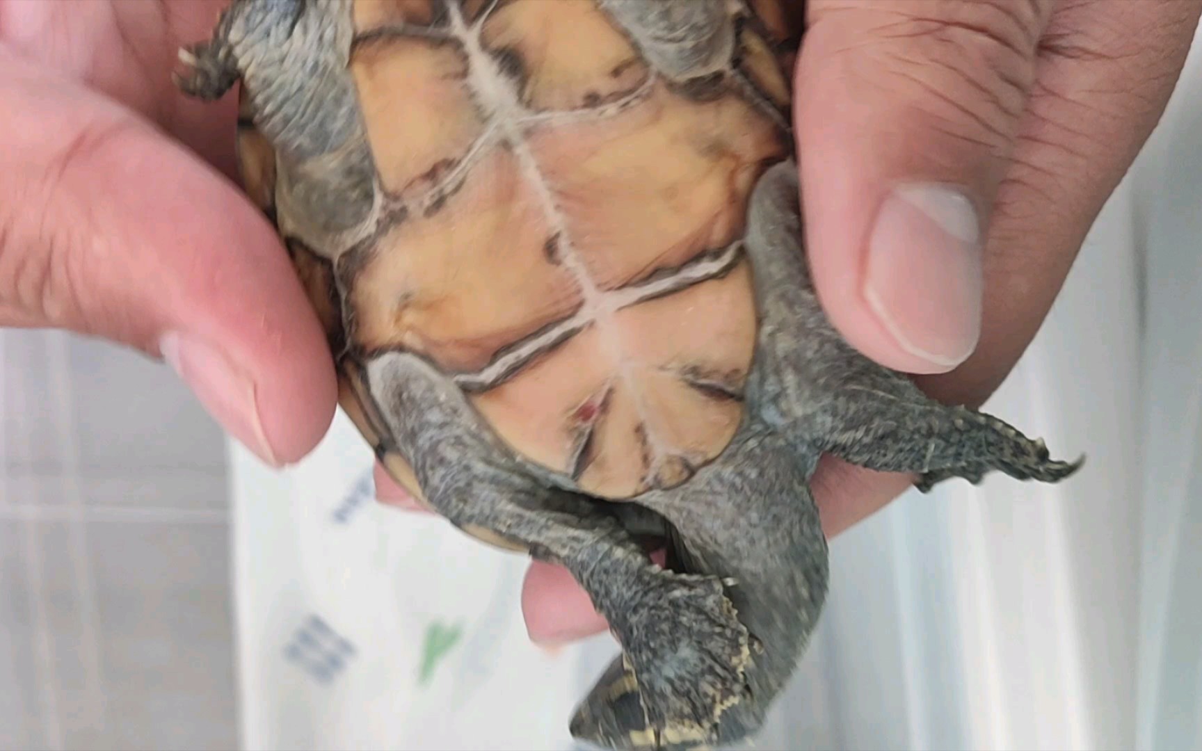 麝香龟〕新买水泵不好,龟腐皮上药_哔哩哔哩_bilibili