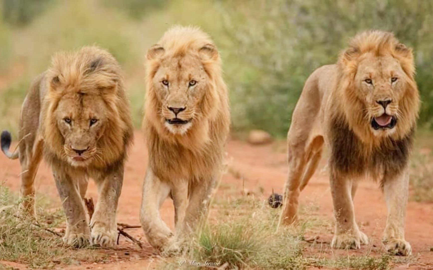 3只马希瓦雄狮vs2头地主雄狮双方都战死一头狮子