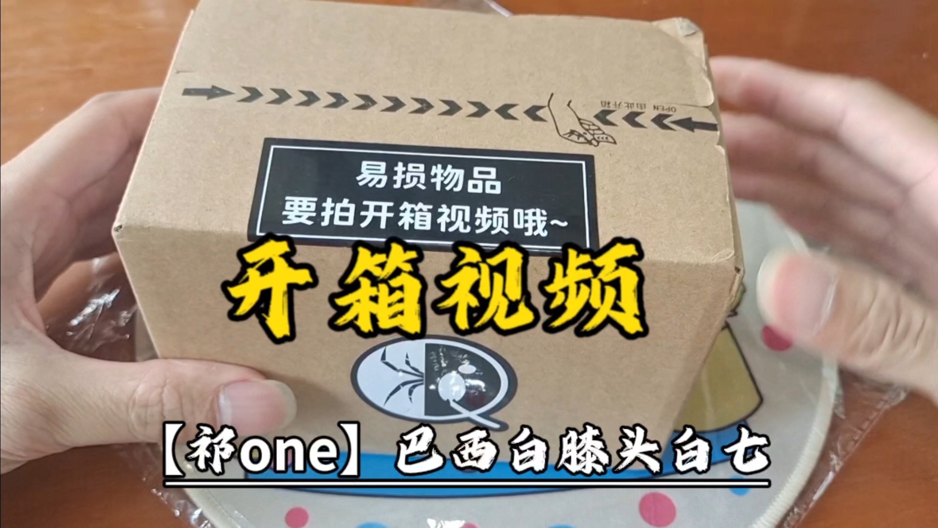 【开箱视频】巴西白膝头捕鸟蛛,神秘丛林中的独特猎手