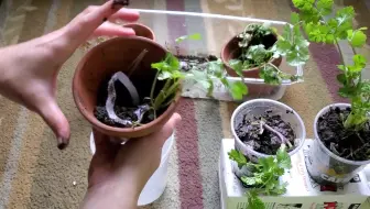 不用阳光 不用土 在室内就可以水培种蔬菜啦 哔哩哔哩 Bilibili