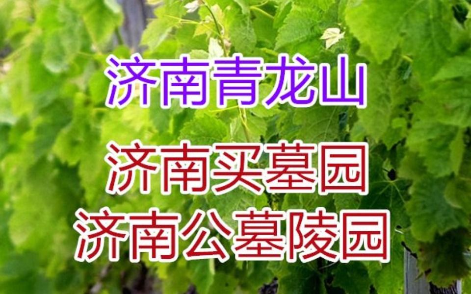 济南青龙山公墓价格表哔哩哔哩bilibili