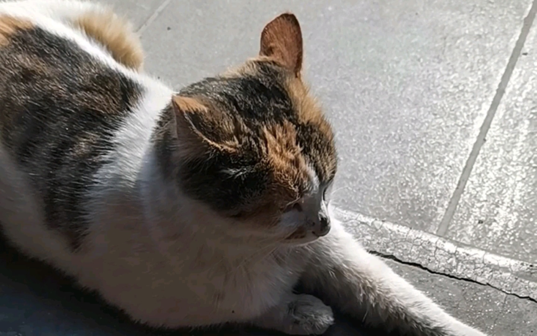 猫咪安安静静支棱耳朵