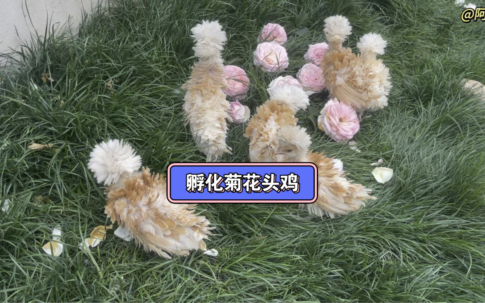 孵化菊花头鸡哔哩哔哩bilibili