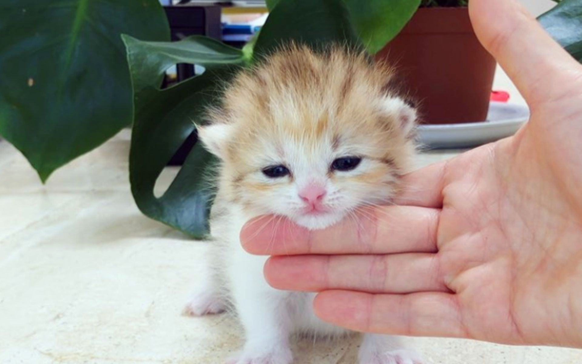 超萌小奶猫,主人最爱用手托住猫头,太可爱了