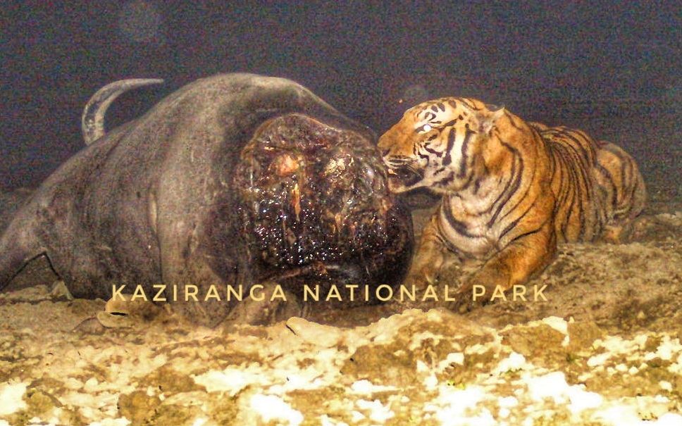 卡齐兰加老虎杀死亚洲水牛