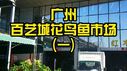 养鱼人的vlog逛鱼市记走访广州百艺城花鸟鱼市场一