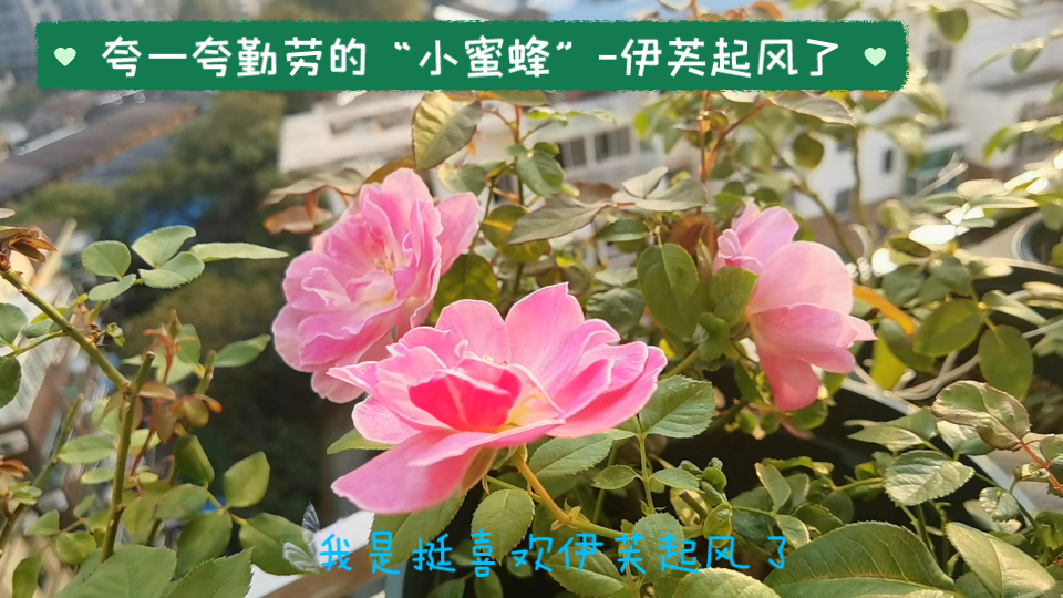 夸一夸我家这个勤劳的"小蜜蜂"—伊芙起风了 月季