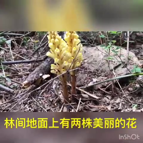 [图]黄花列当，穿越白河大峡谷发现野花