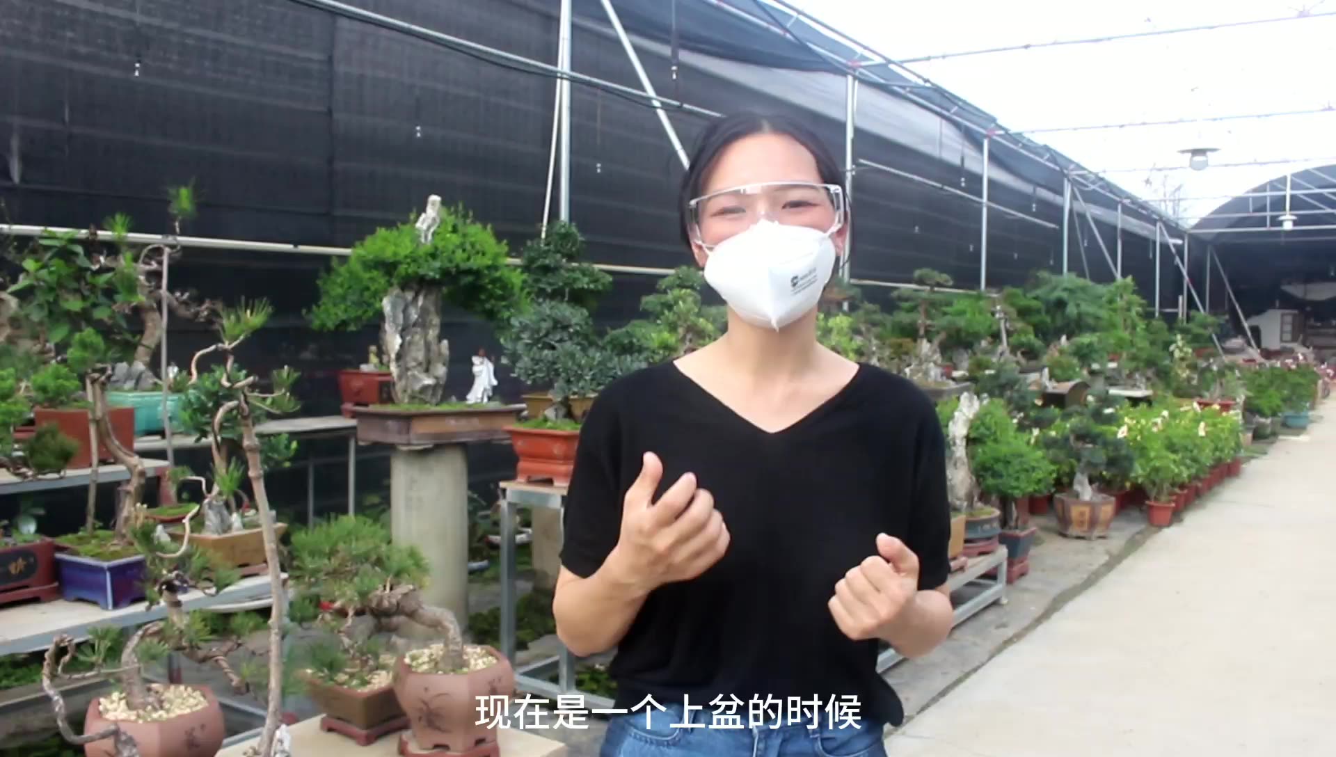 黄杨盆景还能这样微整形,小姐姐看着它由丑变美了
