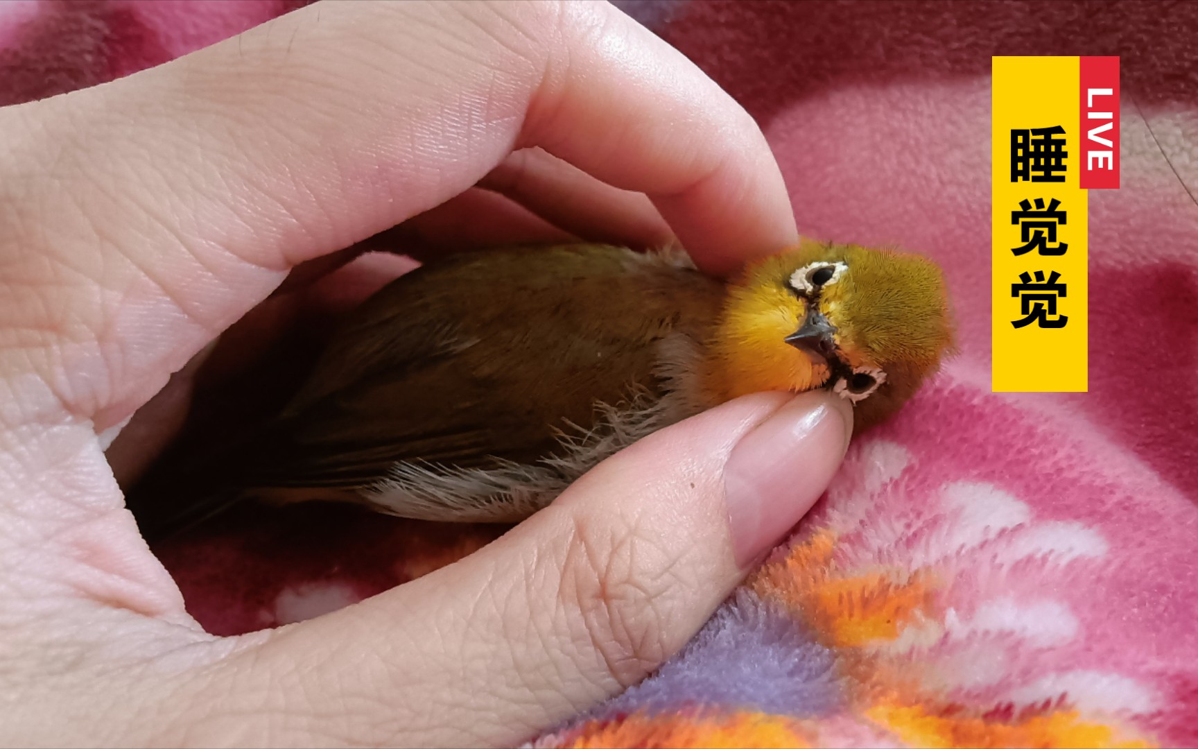 【绣眼鸟】窝在怀里睡觉觉_哔哩哔哩_bilibili