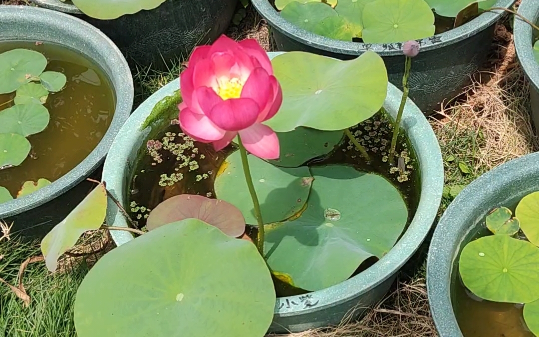 碗莲小紫开花了