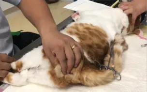 下载视频: 猫咪嘎蛋实录