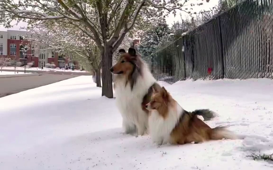 (油管)喜乐蒂和粗毛柯利犬的对比哔哩哔哩bilibili