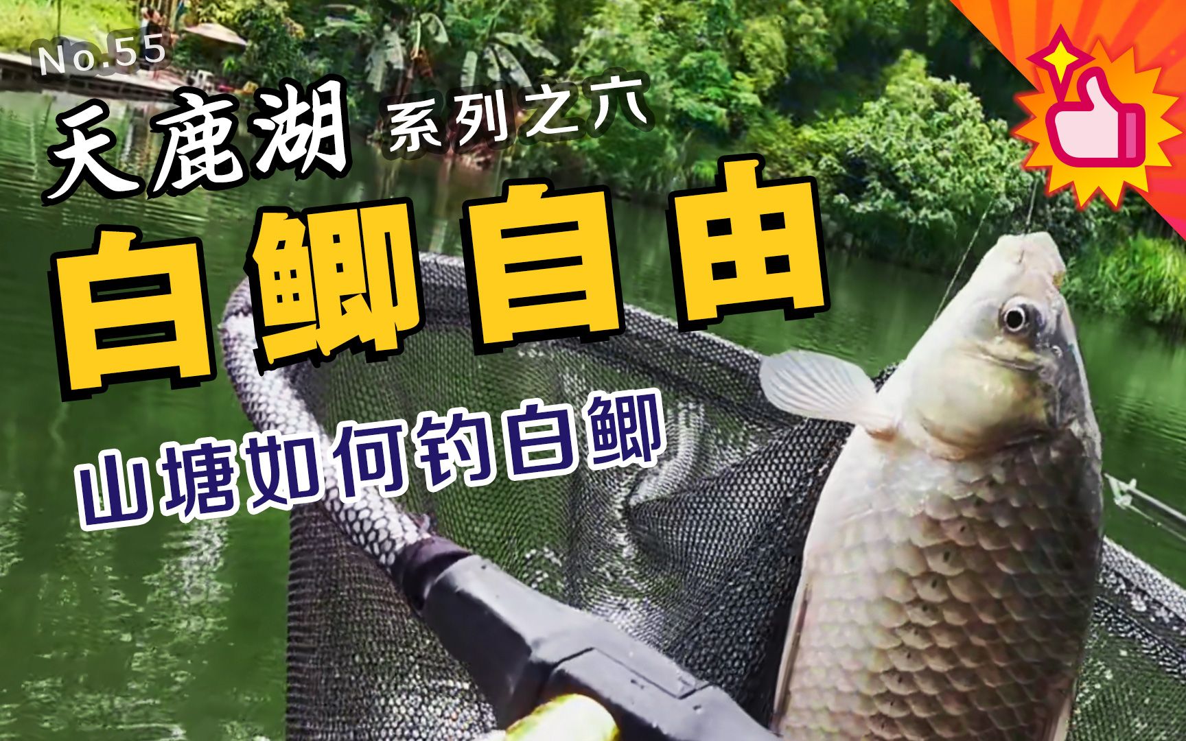 山塘钓白鲫,避开小鱼还能连竿,广州天鹿湖钓鱼_哔哩哔哩_bilibili