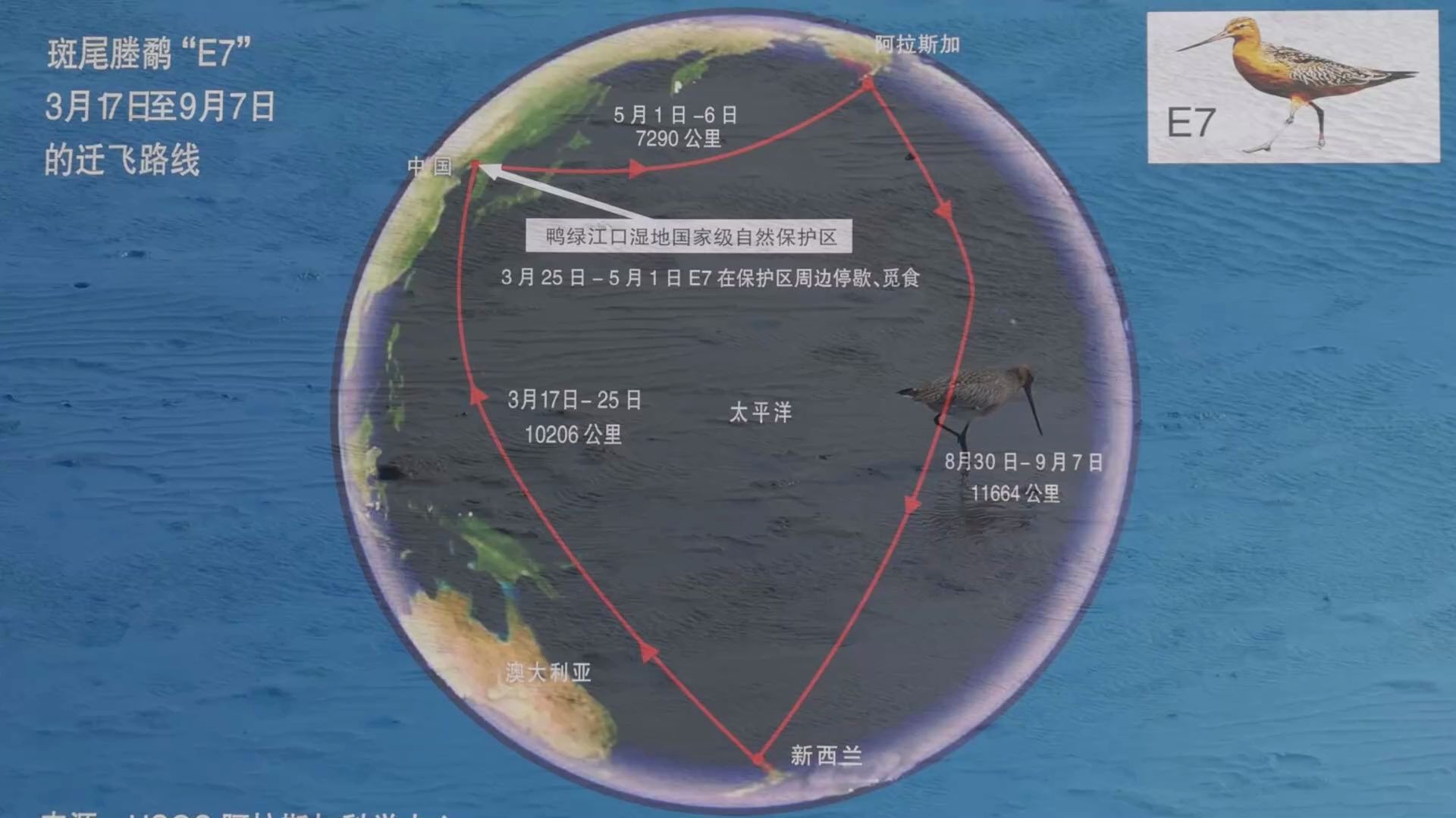 [图]辽宁丹东 东港 鸭绿江口湿地 迁徙的鸟