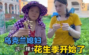 Download Video: 乌克兰媳妇拖家带口去大连避暑，提前把花生拨了。